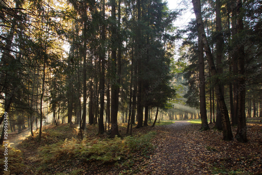 Obraz premium A forest covered with sunbeams in the autumn morning, a walking path passes between tall trees