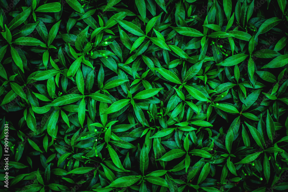 Fototapeta premium abstract green leaf natural background, tropical leaf, tiny green leaf