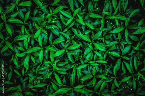 abstract green leaf natural background, tropical leaf, tiny green leaf © Nabodin