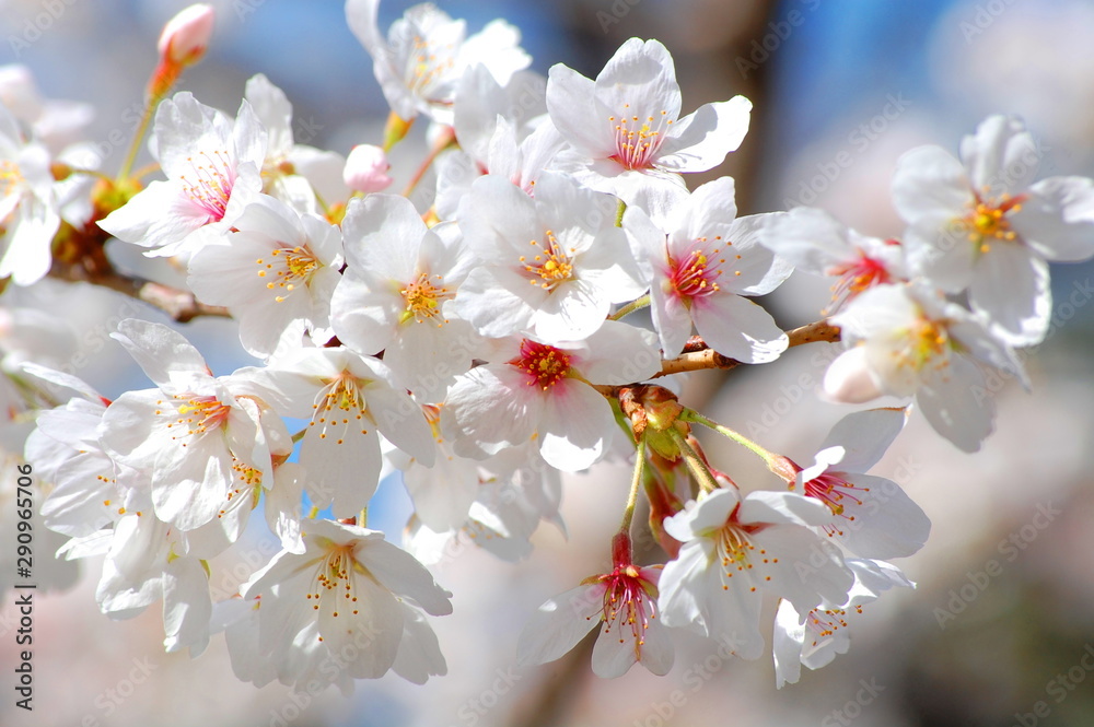 white flowers of cherry white flowers of cherry