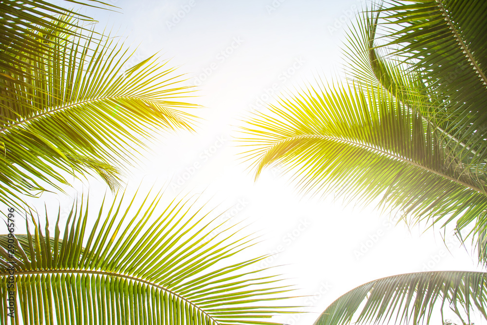 Fototapeta premium tropical palm leaf background, coconut palm trees perspective view