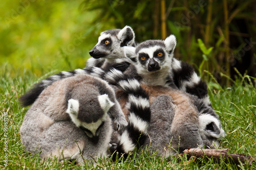 Kattagruppe (Lemur catta) © Jearu