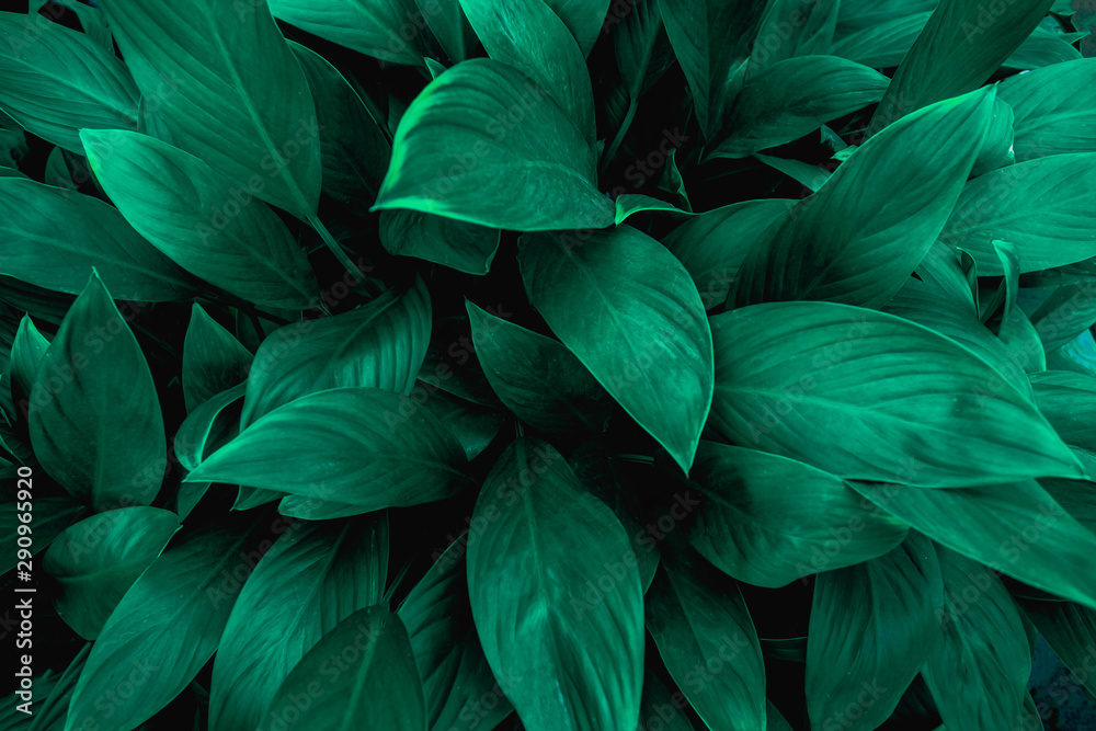 closeup nature view of green leaf in garden, dark tone nature background, tropical leaf closeup nature view of green leaf in garden, dark tone nature background, tropical leaf