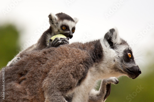 Katta mit Baby (Lemur catta)