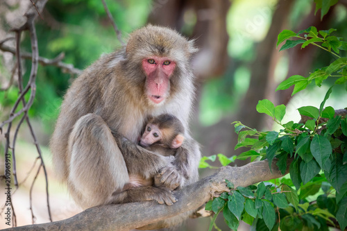 Close up of a japanese macaque mother holding her baby, staying on a branch against a bokeh background