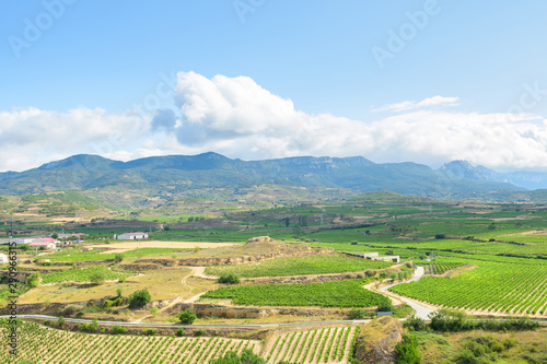 grapevine fields of la rioja  Spain