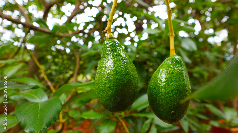 Avocado balls in the stem, green leaves Avocado balls in the stem, green leaves
