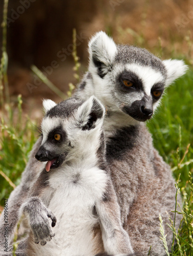 Katta mit Baby (Lemur catta)
