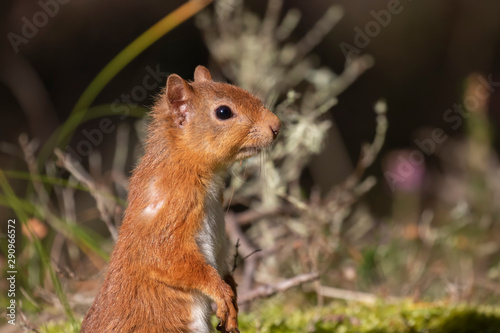 red squirrel, Sciurus vulgaris, alert/perched on a pine branch with wide surrounding background of Scottish pine forest during autumn, September. © Paul