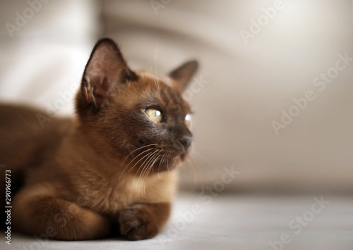 Cute european chocolate burmese kitten cat photo