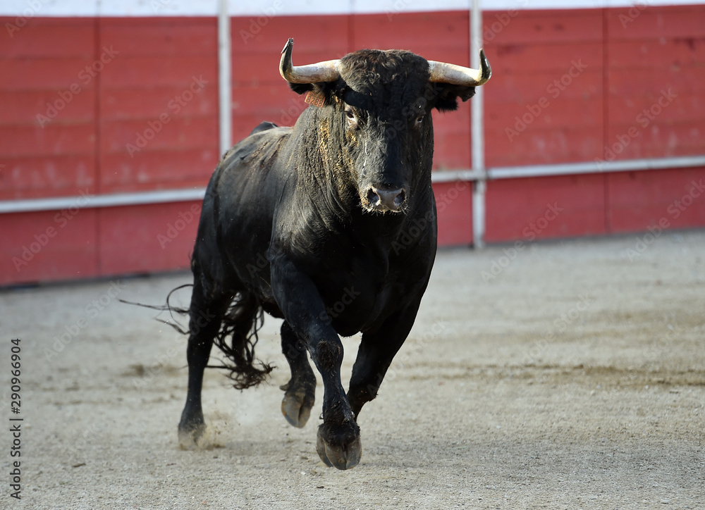 bull in spain running on bullring on traditional spectacle bull in spain running on bullring on traditional spectacle