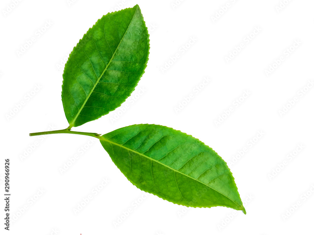 Fototapeta premium green leaves isolated on white background, fresh green tea leaves 