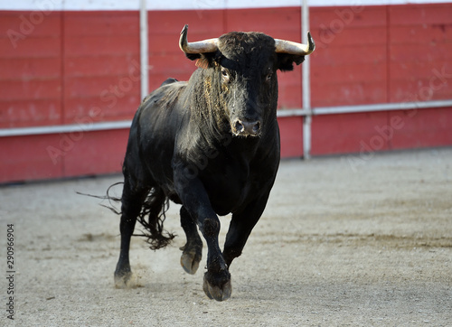 bull in spain running on bullring on traditional spectacle