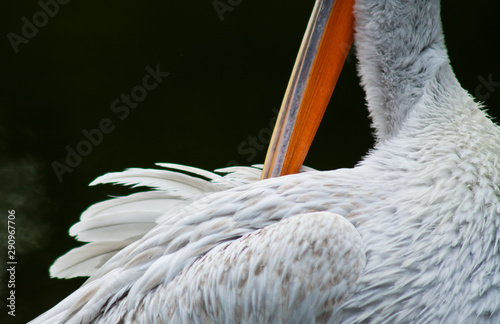 Krauskopfpelikan (Pelecanus crispus) photo