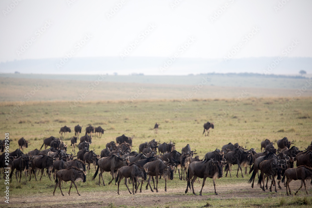 The Wildebeest migration on the banks of the Mara River. Every Year 1.5 million cross the Masai Mara in Kenya. The Wildebeest migration on the banks of the Mara River. Every Year 1.5 million cross the Masai Mara in Kenya.