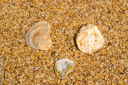 Three shells on the sand closeup. Background image.