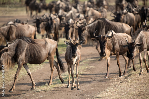 Fototapeta Naklejka Na Ścianę i Meble -  The Wildebeest migration on the banks of the Mara River. Every Year 1.5 million cross the Masai Mara in Kenya.	