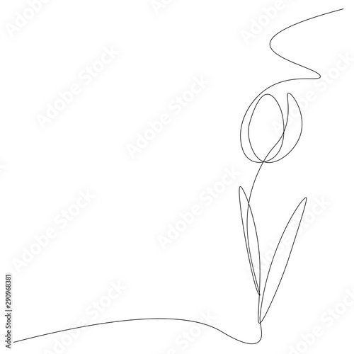 Tulip flower on white background, vector illustration