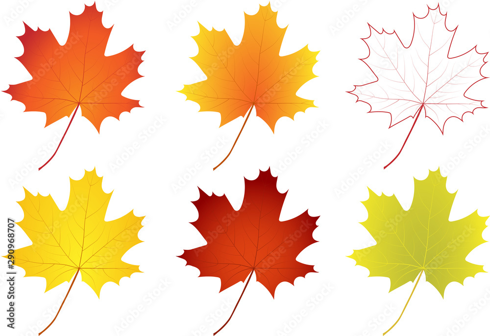 Set of colorful autumn maple leaves. Editable vector illustration.