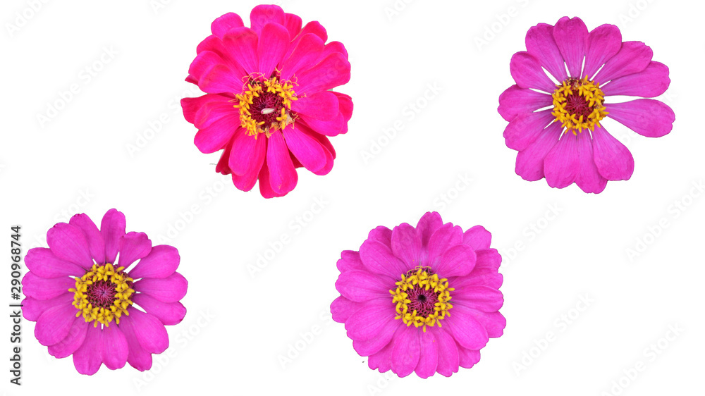Zinnia in spring, blossoming, white background Zinnia in spring, blossoming, white background