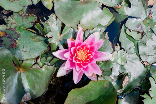 Pink water lily 