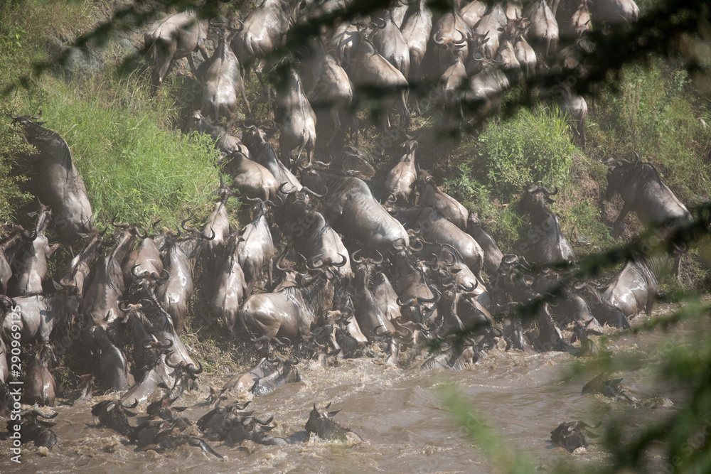Fototapeta premium The Wildebeest migration on the banks of the Mara River. Every Year 1.5 million cross the Masai Mara in Kenya.