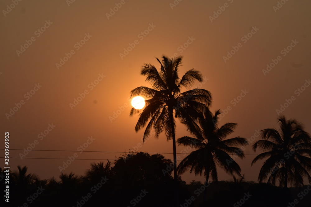 Obraz premium silhouette of palm tree at sunset