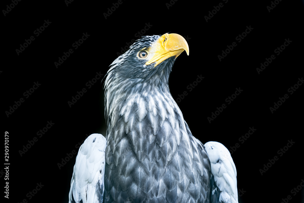 Fototapeta premium Portrait of a Steller's sea eagle (Latin: Haliaeetus pelagicus) a large diurnal bird of prey. Majestic bird with dangerous bright yellow beak 