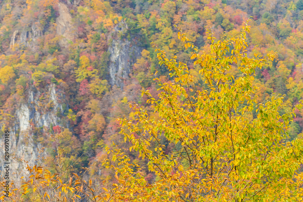 Beautiful color of autumn tree forest on mountain in Nikko