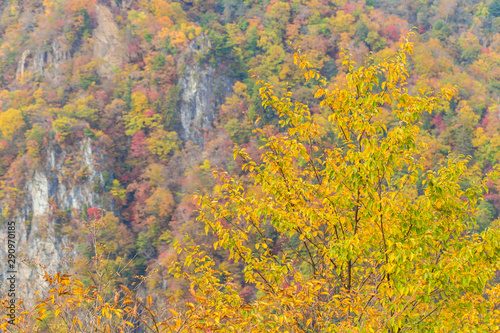 Beautiful color of autumn tree forest on mountain in Nikko