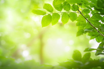 Green nature background.