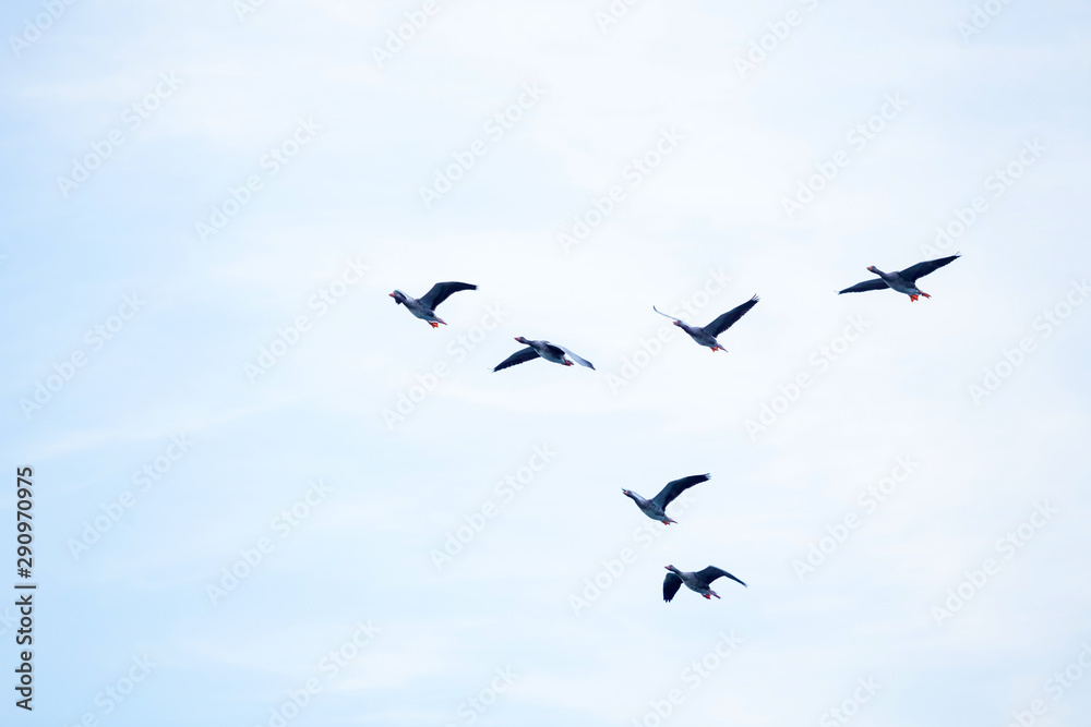 Bean geese flying in flock at the end of the day. They draw like the silhouette of a feline face with their formation.