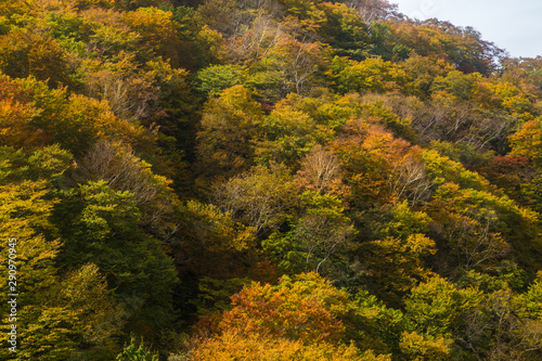 Beautiful color of autumn tree forest on mountain in Nikko © themorningglory