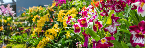 Colorful orchids in a botanical garden, Singapore. With selective focus.