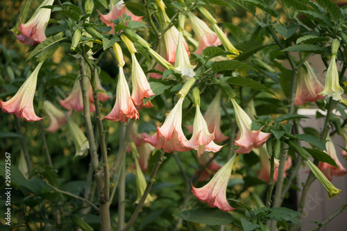 Bush of pink Angel's trumpet (Latin: Brugmansia). woody shrubs, with pendulous fragrant flowers.  Most toxic of ornamental plants, containing tropane alkaloids.