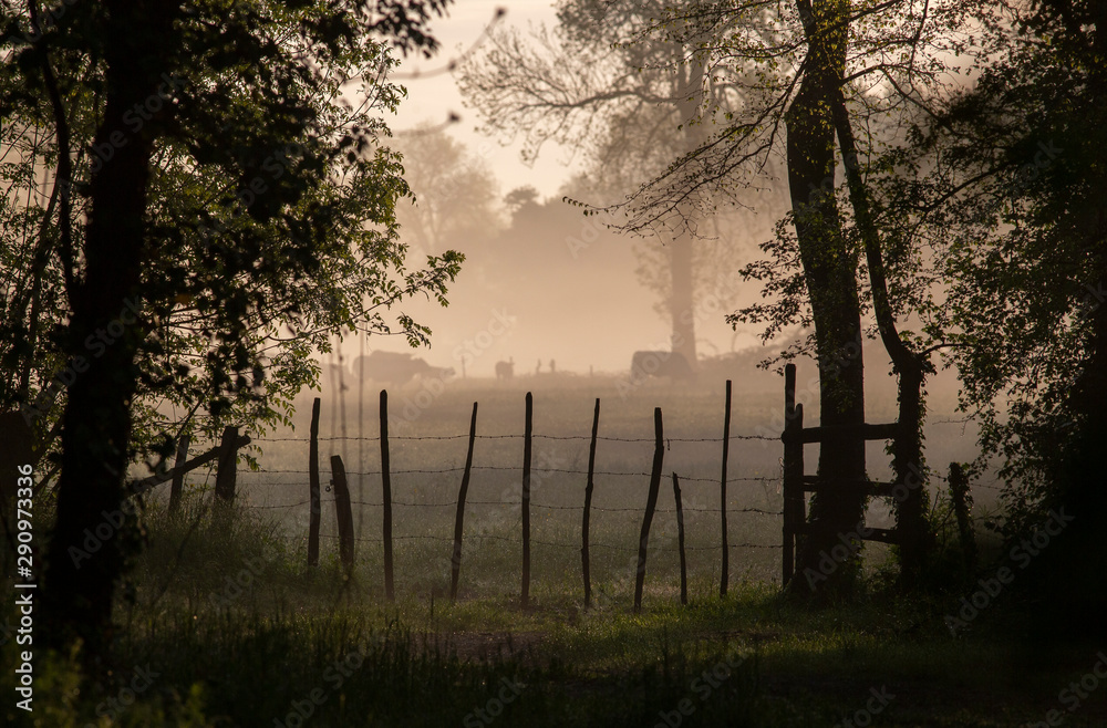 Brume Brume