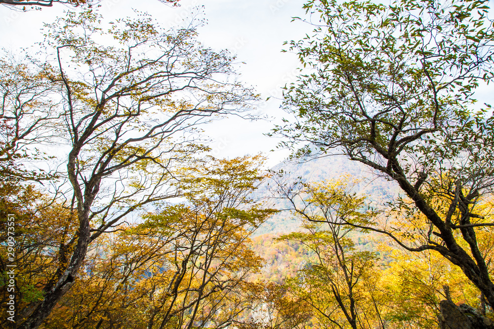 Beautiful color of autumn tree forest on mountain in Nikko