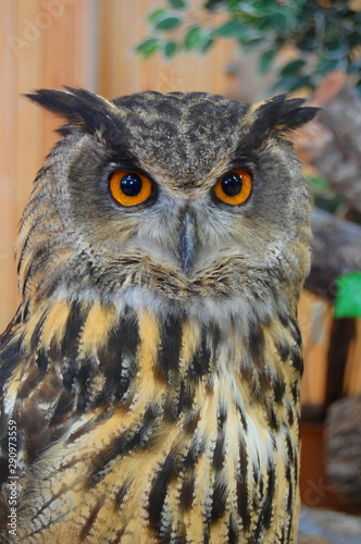 portrait of an owl