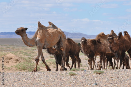 Fototapeta Naklejka Na Ścianę i Meble -  Mongolie,chameaux dans le désert de Gobi