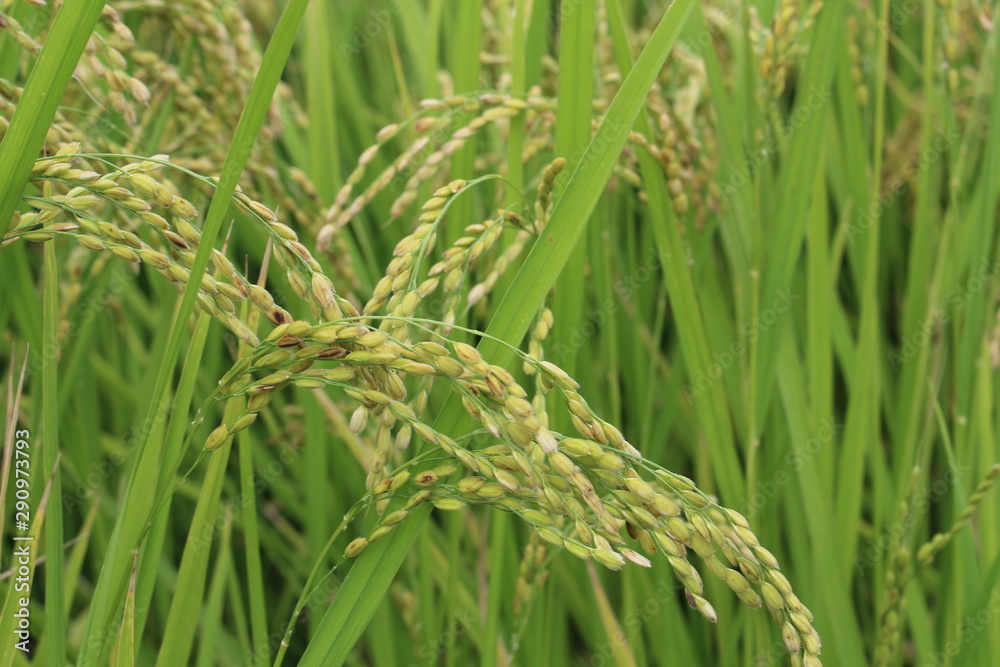 Autumn ear of rice in the field Autumn ear of rice in the field