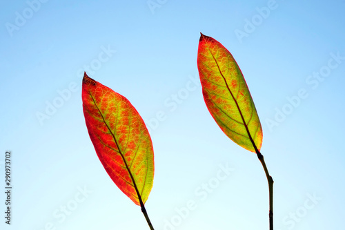 two red and gold autumn leaves graphic patterns against a blue sky photo