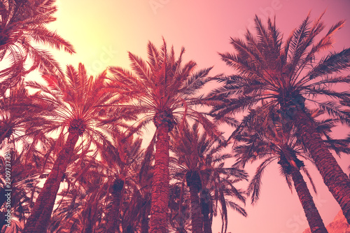 Rzędy tropikalnych palm na tle nieba słońca. Sylwetka wysokich palm. Krajobraz tropikalny wieczór. Naturalny krajobraz.