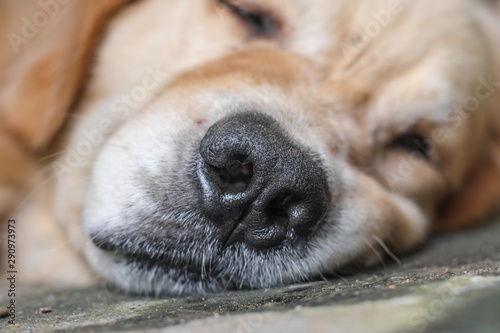 Black nose of dog golden retriever that is sleeping closeup.