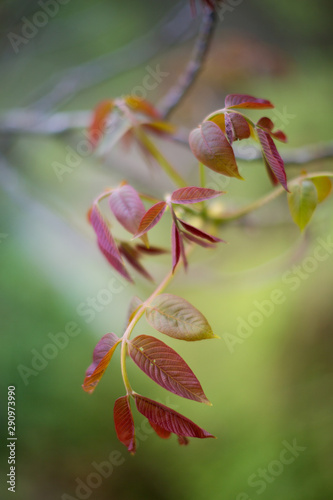 Close up of a branch full of red leaves against a green bokeh background