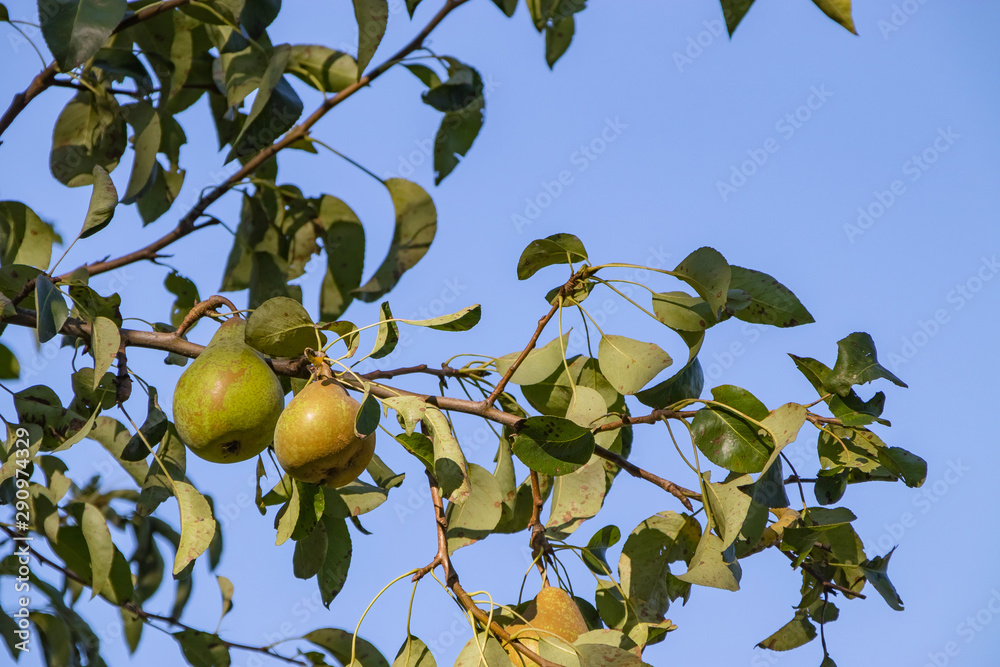 Harvest ripe tasty pears on a tree in the garden