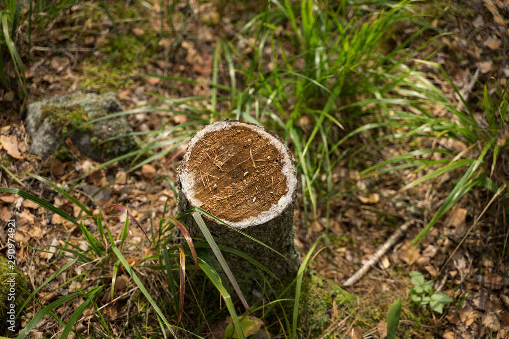 Stump of the tree. Forestry has been done recently, wood texture with annual rings visible. leaves of green grass around the tree trunk. Low light cast by evening sun. Finland, Scandinavia, Europe Stump of the tree. Forestry has been done recently, wood texture with annual rings visible. leaves of green grass around the tree trunk. Low light cast by evening sun. Finland, Scandinavia, Europe