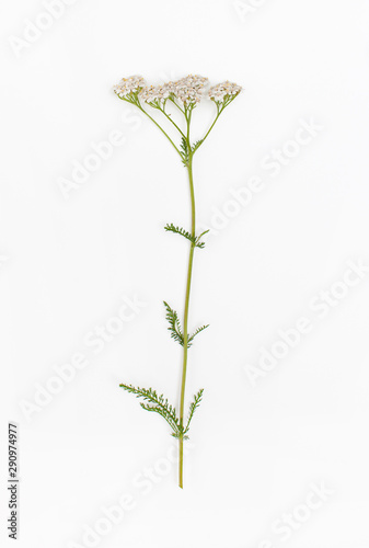 Flowering raw plant yarrow on a white background photo