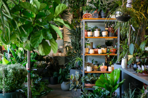 Modern plant store with planter pots on shelf for sale