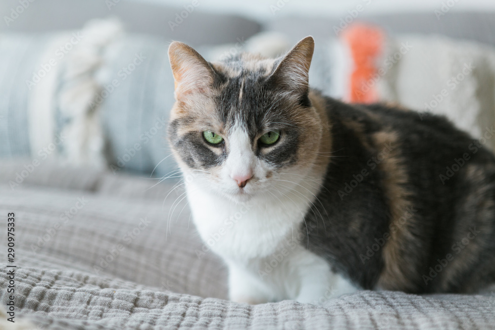 Cute calico cat with green eyes on modern bed in millennial studio apartment, copy space