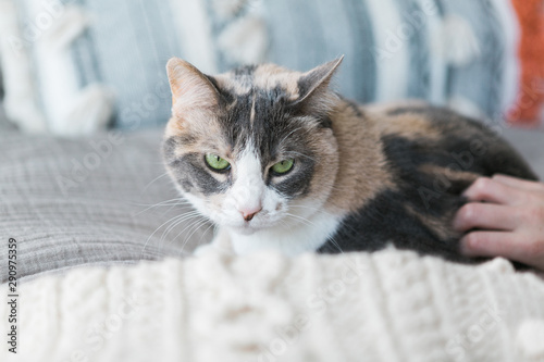 Close up of cute calico cat with green eyes wrapped in blanket, copy space
